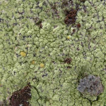 Psilolechia lucida is a leprose lichen that can form large patches.