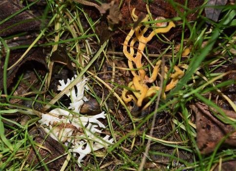 The branched structure of the fruiting body of White Coral resembles marine coral.
