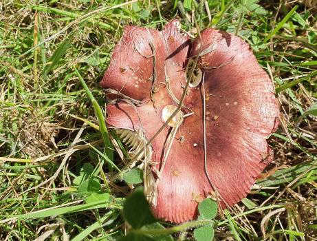 Purple Brittlegill may be found under deciduous trees or conifers.