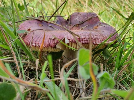 Purple Brittlegill has a purple or wine-coloured cap and white gills and stem.