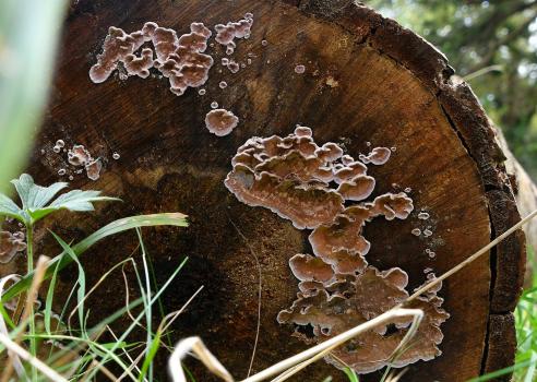 This is a leathery fungus, brownish-purple in colour, that has white-cream curled edges, forming on the cut ends of logs.
