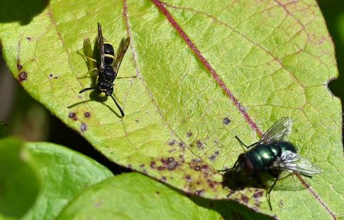 This Ancistrocerus wasp is a relatively small wasp, as can be seen with it alongside a Greenbottle.