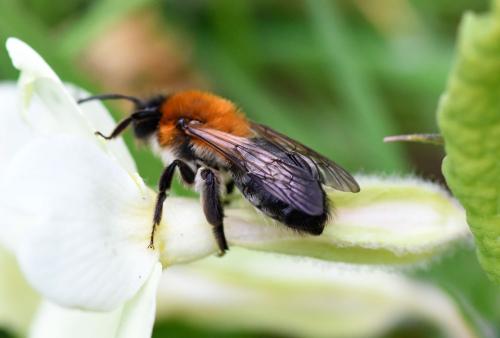 Andrena nitida nests in short to medium-length grasses. 