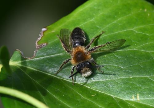 This large mining bee has distinctive foxy-brown hair on its thorax and luxuriant black and silver hair on its legs. This individual is a male.