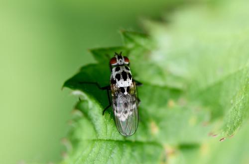 This Root Maggot Fly will be either Anthomyia procellaris or Anthomyia pluvialis.