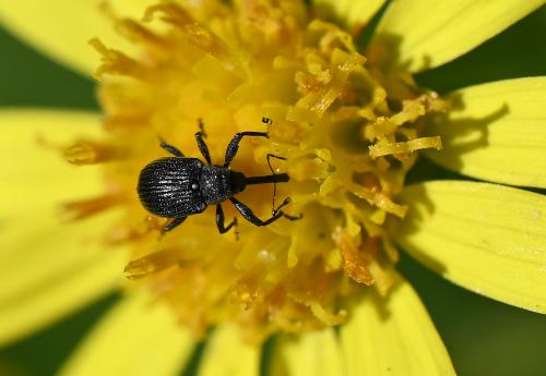 These individuals are also distinctive because of a tiny, pale scutellum that lies between the thorax and the abdomen.