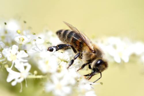 Most flower foragers will be the female Honey Bee workers.