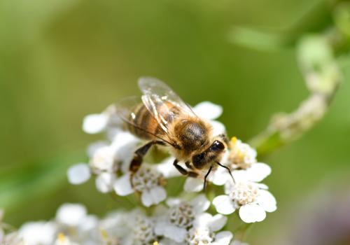 The hind leg of the Honey Bee has a triangular tibia and, below that, an almost rectangular joint.