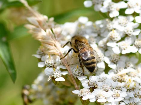 Honey bees sting only once as the hooked stinger gets caught in the victim's skin.