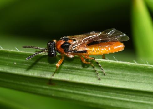Turnip Sawfly, September 2024.