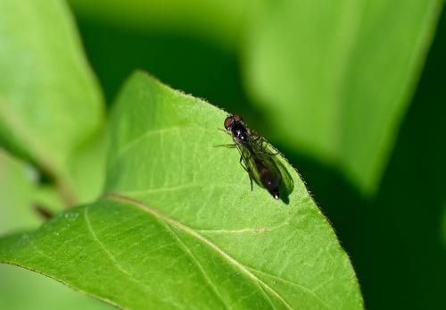 Baccha elongata, mid-April 2025.