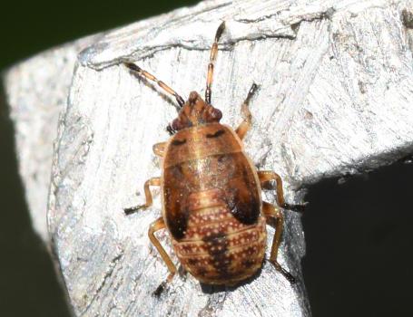 Birch Catkin Bug, nymph, Heene Cemetery 2025.