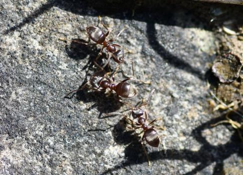 Probably our most familiar ant, the Black Garden Ant will nest in earth, tree stumps, walls, and under paving.