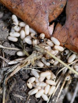 These Black Garden Ants are females, looking after eggs in the nest, a photograph taken in May.