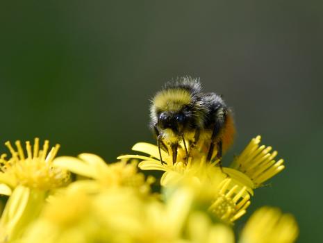 Quite distinctive of the Red-tailed Bumblebee are the jet-black body and red-orange tail, with black pollen baskets. 