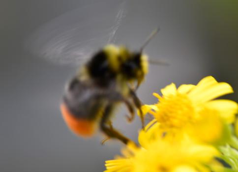 Red-tailed Bumblebees have thoraxes with yellow bands (after a yellow-haired face - for males, as seen here).