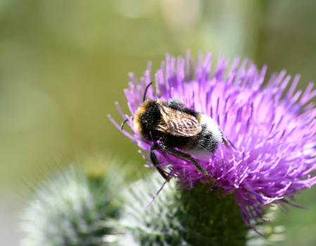 The tinted wings shown in this photograph are a distinguishing feature of the Vestal Cuckoo Bumblebee.