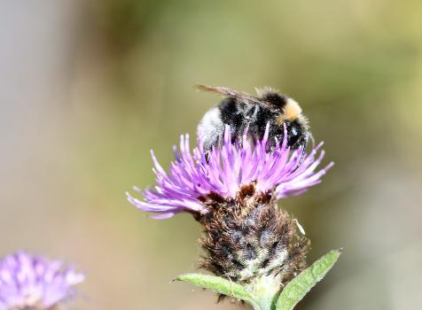 Despite appearances, this female Vestal Cuckoo Bumblebee is not gathering pollen.