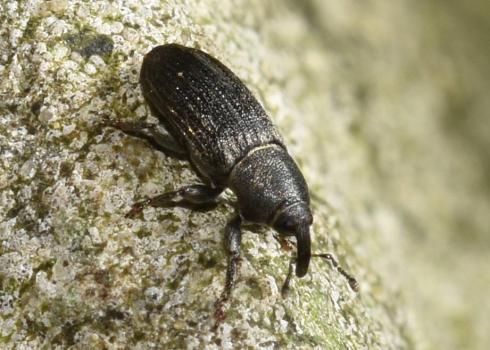 This weevil is native to Europe. Its larvae are wood-boring.
