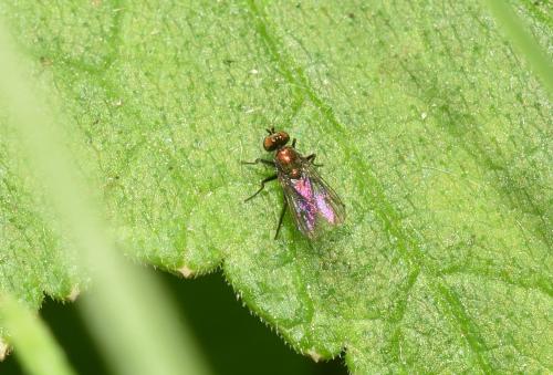 Members of this family of long-legged flies are sun-lovers, mainly found on the low foliage of plants.