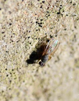 This small housefly has clearly-visible bristles on its thorax and hind tibia.