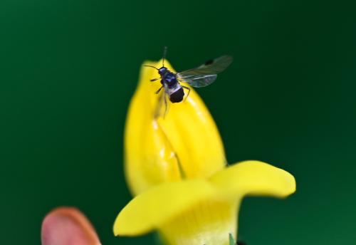 The Dogwood Aphid is seen in summer and autumn, and is common.