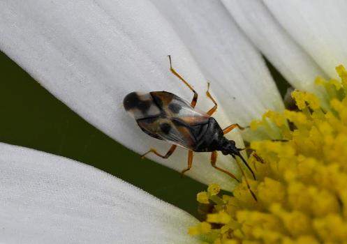 The Common Flower Bug (Anthocoris nemorum) is the most common flower bug.