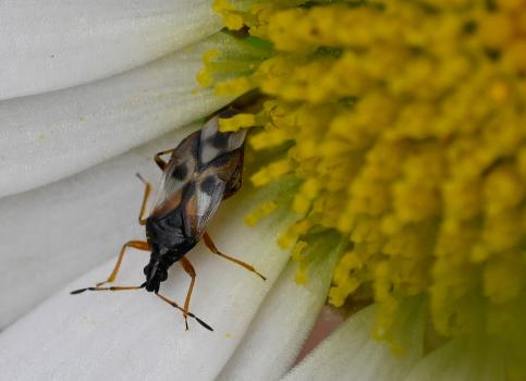 These tiny insects are found on almost any flowering plant, although they prefer low vegetation rather than trees.