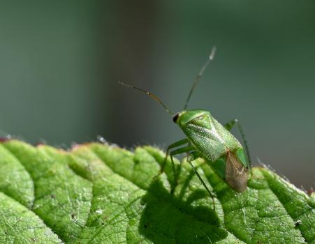 This common small bug (5 millimetres in length) can be found on herbs and plants, and particularly on nettles.