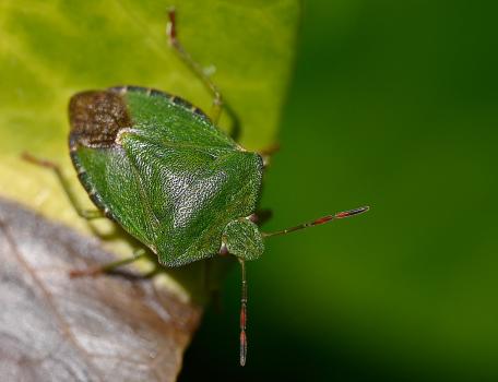 Common Green Shieldbug, early April 2025.