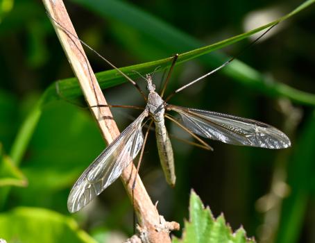 Tipula oleracea, Heene Cemetery, late May 2025.