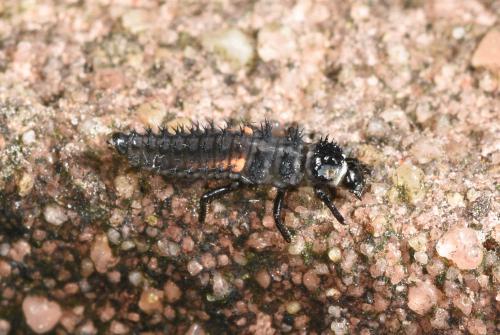 Larva of Cream-streaked Ladybird, Heene Cemetery, October 2024.