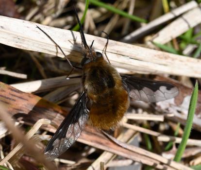  Dark-edged Bee-fly, late March.