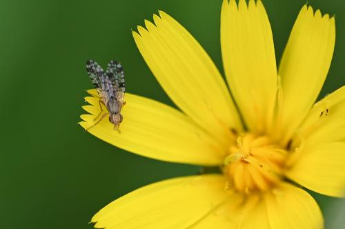 These flies lay eggs in the flower heads of members of the Aster family.