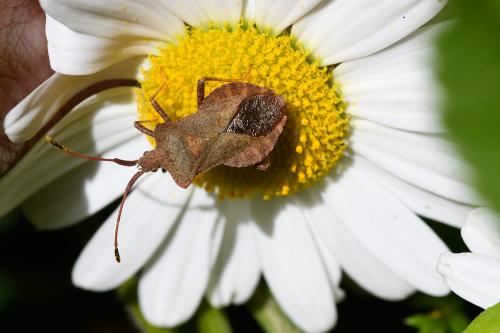 Sometimes called the squashbug, the Dock Bug's diamond-shaped abdomen is distinctive.