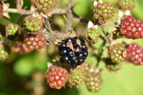 Sometimes called the squashbug, the Dock Bug's diamond-shaped abdomen is distinctive.