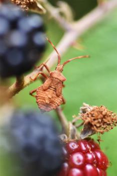 Sometimes called a squashbug, the Dock Bug's diamond-shaped abdomen is distinctive.