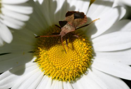Sometimes called a squashbug, the Dock Bug's diamond-shaped abdomen is distinctive.