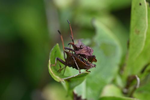 Dock bugs, September 2024.
