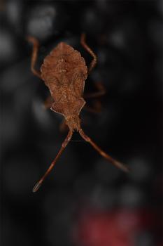 The Hemiptera or true bugs is a huge group of insects with a common arrangement of sucking and piercing mouthparts.