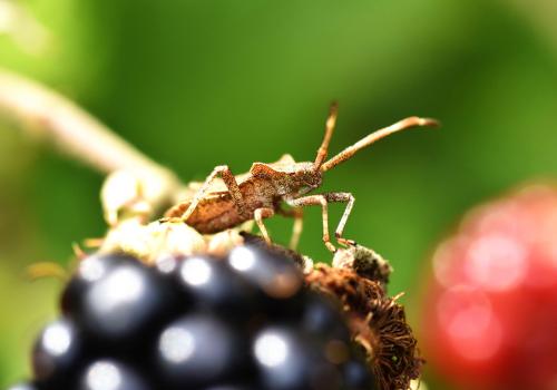 The Hemiptera or true bugs is a huge group of insects with a common arrangement of sucking and piercing mouthparts.