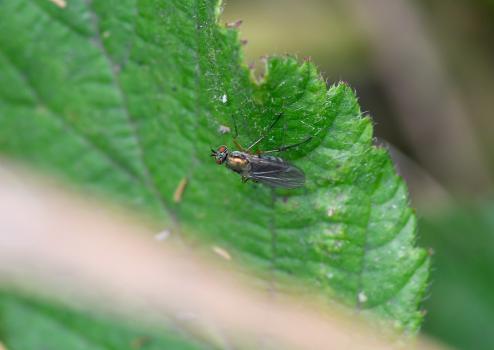 Flies in this long-legged family look similar, although this individual has very pale hairs on the outer rim of its eyes.
