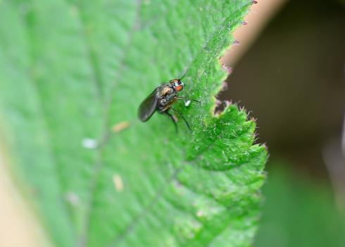 Note the pale hair hairs on the outer rim of this fly eyes.
