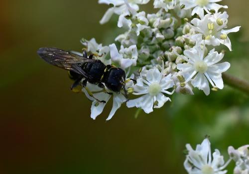 This Ectemnius literatus wasp was photographed in the cemetery in early July 2025.