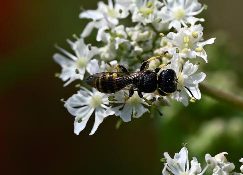 This Ectemnius literatus wasp was photographed in the cemetery in early July 2025.