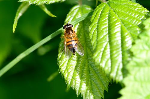 This individual Epistrophe eligans hoverfly is a female. Note its egg-laying posture.