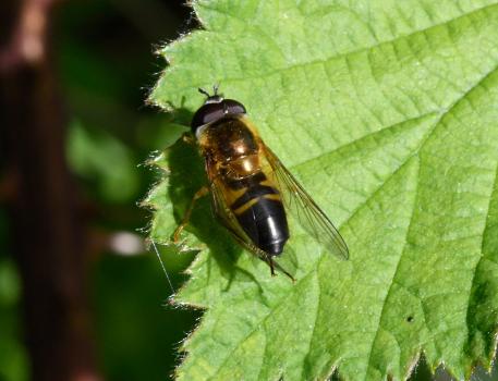 Epistrophe eligans have a distinctly brass-coloured thorax, and can be quite varied in colouration.