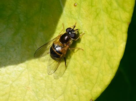 This individual Epistrophe eligans hoverfly is a female. This too may be ovipositing, its abdominal tip hidden from view.