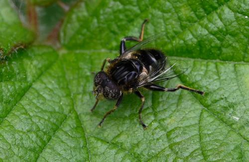 The Small Spot-eye (Eristalinus sepulchralis) really is a small hoverfly, with a wing-span of less than a centimetre. (Female)