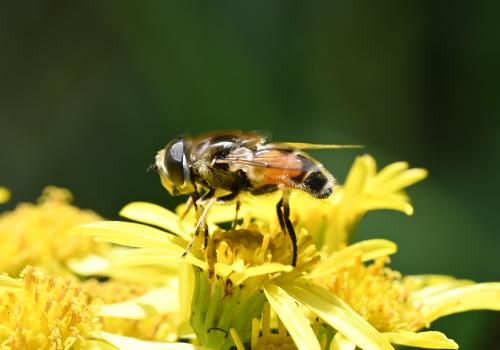 This hoverfly is between 7 and 10 millimetres in length.
